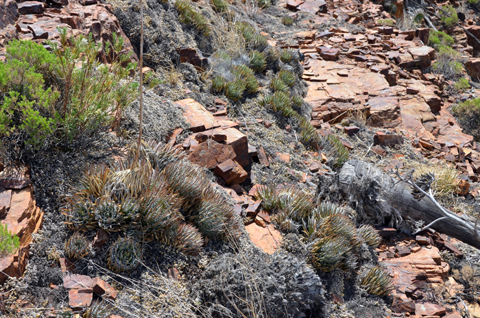 Toumey's Agave is also called Fairy-ring Agave because of the growth pattern of young "pup" agaves the circle the parent plant growing larger with each passing year. Agave toumeyana v bella